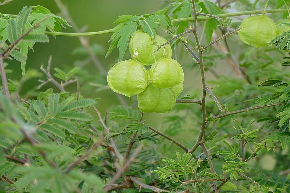Cardiospermum grandiflorum (Showy Balloon Vine) (alternate view 7)
