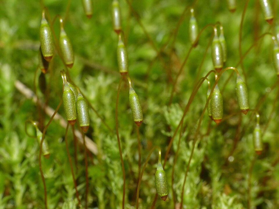 Mnium hornum (Horn Calcareous Moss)