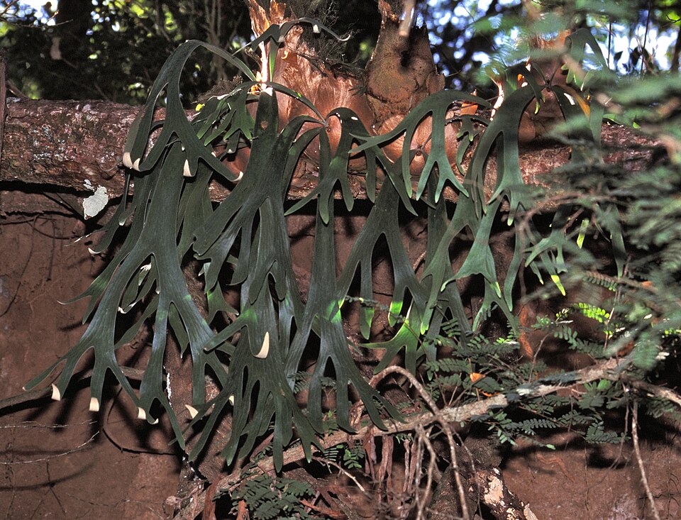 Platycerium (staghorn ferns) (alternate view 3)