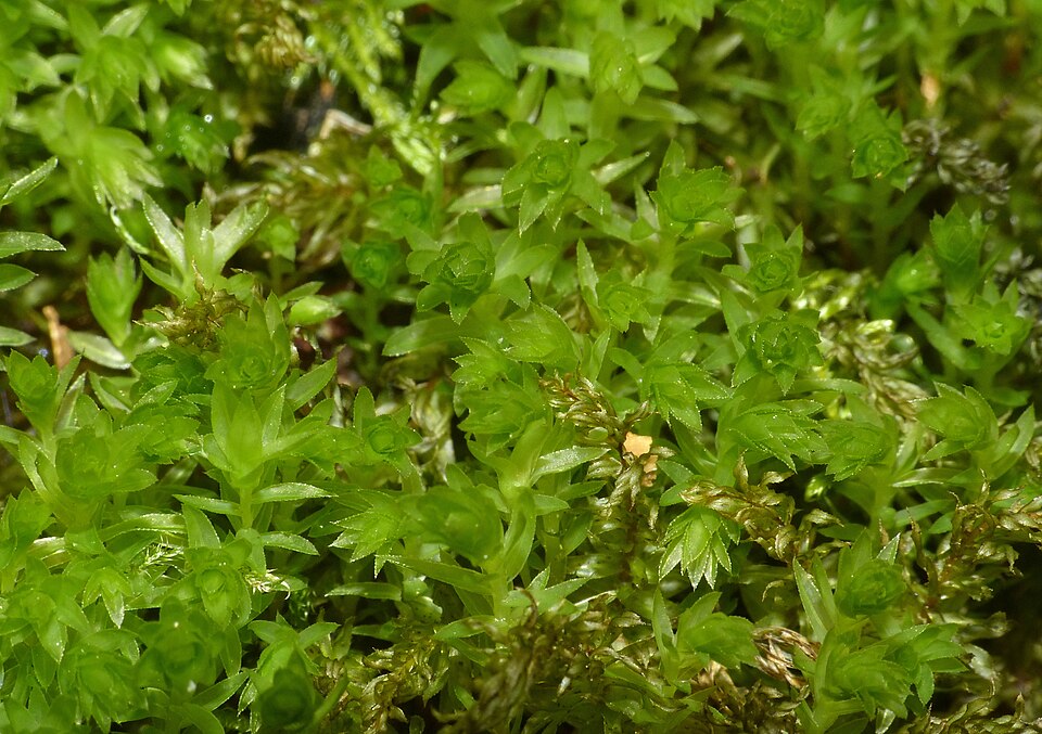 Mnium hornum (Horn Calcareous Moss)