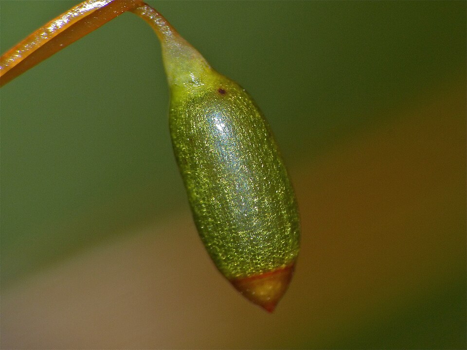 Mnium hornum (Horn Calcareous Moss)