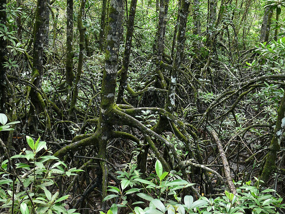Rhizophora (true mangroves)