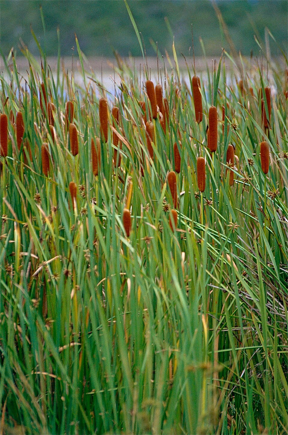 Typha orientalis (Oriental Cattail) (alternate view 7)