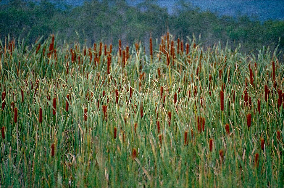 Typha orientalis (Oriental Cattail) (alternate view 8)