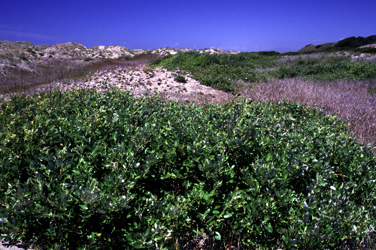 Salix hookeriana (Coastal Willow) (alternate view 6)