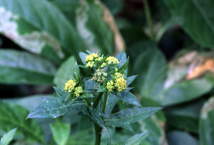 Sanicula crassicaulis (Pacific Sanicle)