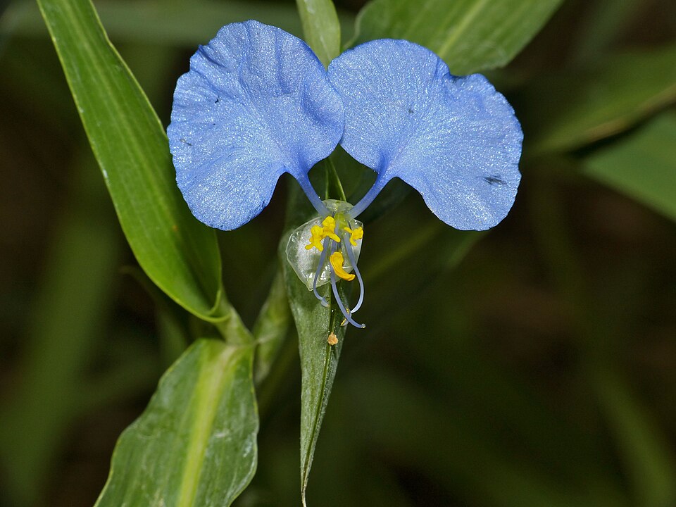 Commelina erecta (whitemouth dayflower)