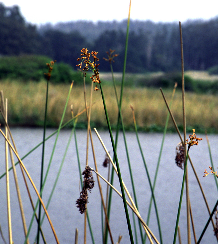 Schoenoplectus acutus (hardstem bulrush) (alternate view 6)
