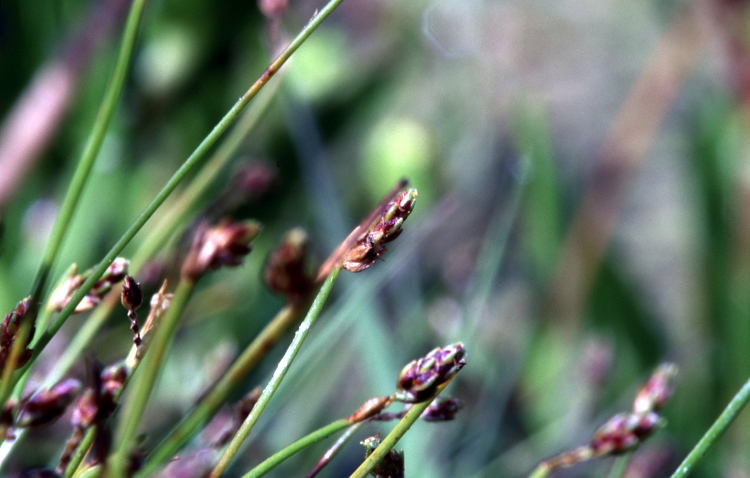 Isolepis cernua (alternate view 8)