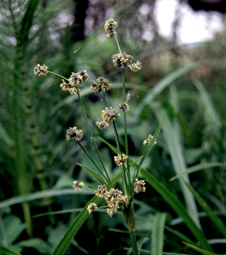 Scirpus microcarpus (small-fruited bulrush) (alternate view 6)