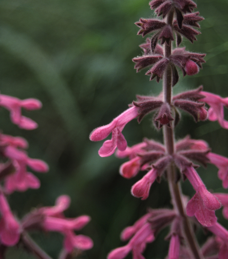 Stachys chamissonis (Coastal Hedge-nettle) (alternate view 6)