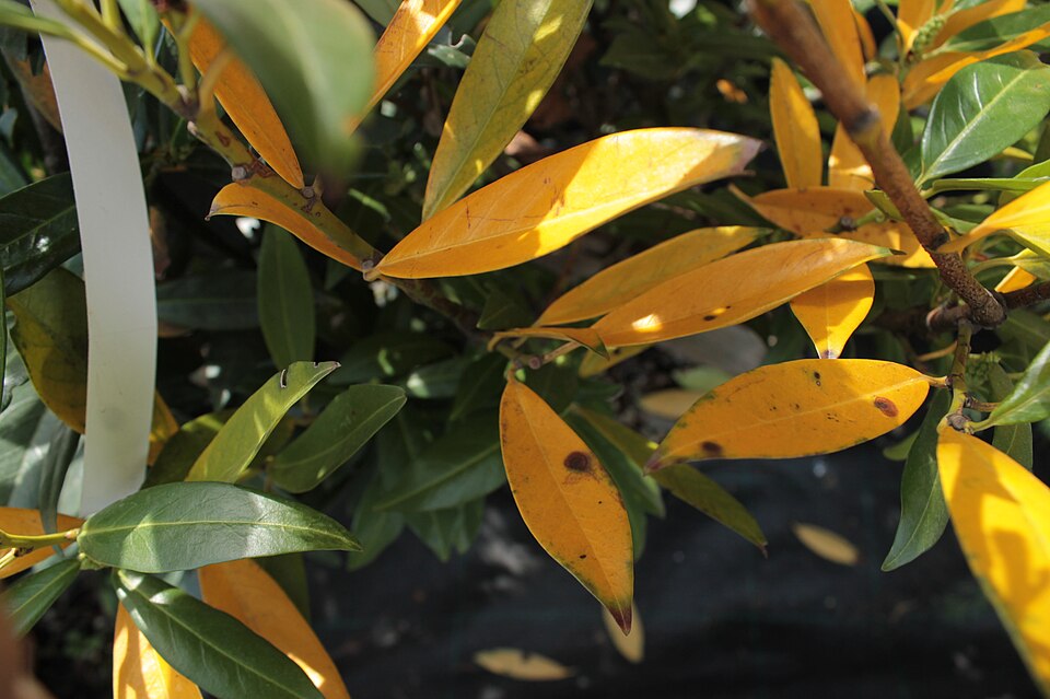 Prunus laurocerasus 'Otto Luyken' (Otto Luyken Laurel) (alternate view 2)