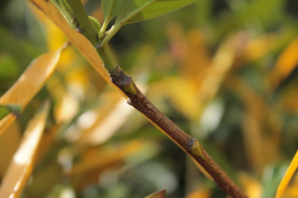 Prunus laurocerasus 'Otto Luyken' (Otto Luyken Laurel) (alternate view 4)