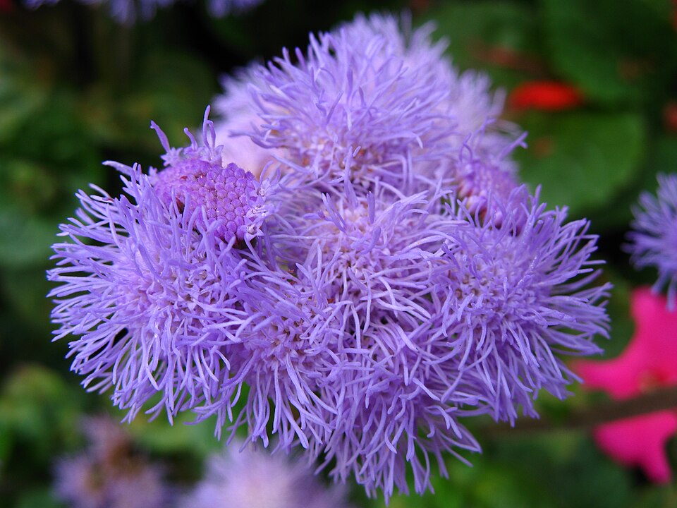 Ageratum houstonianum (Flossflower) (alternate view 9)