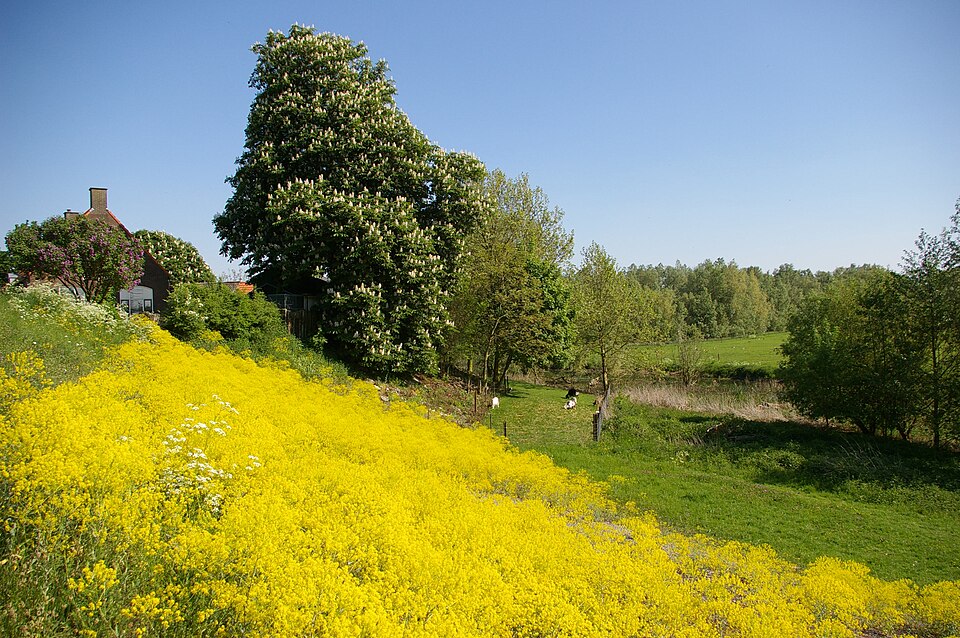 Isatis tinctoria (alternate view 10)