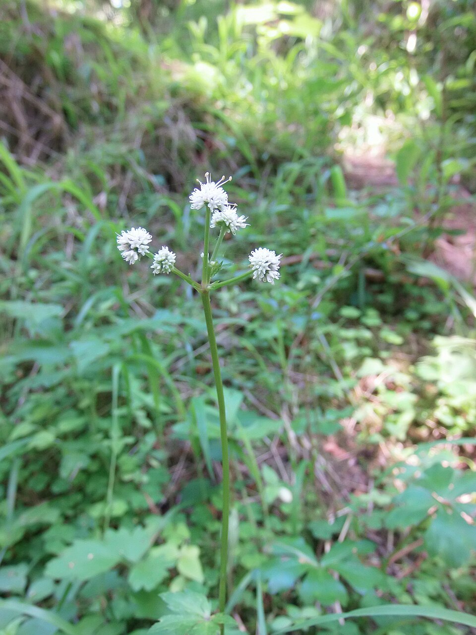 Sanicula europaea (wood sanicle)
