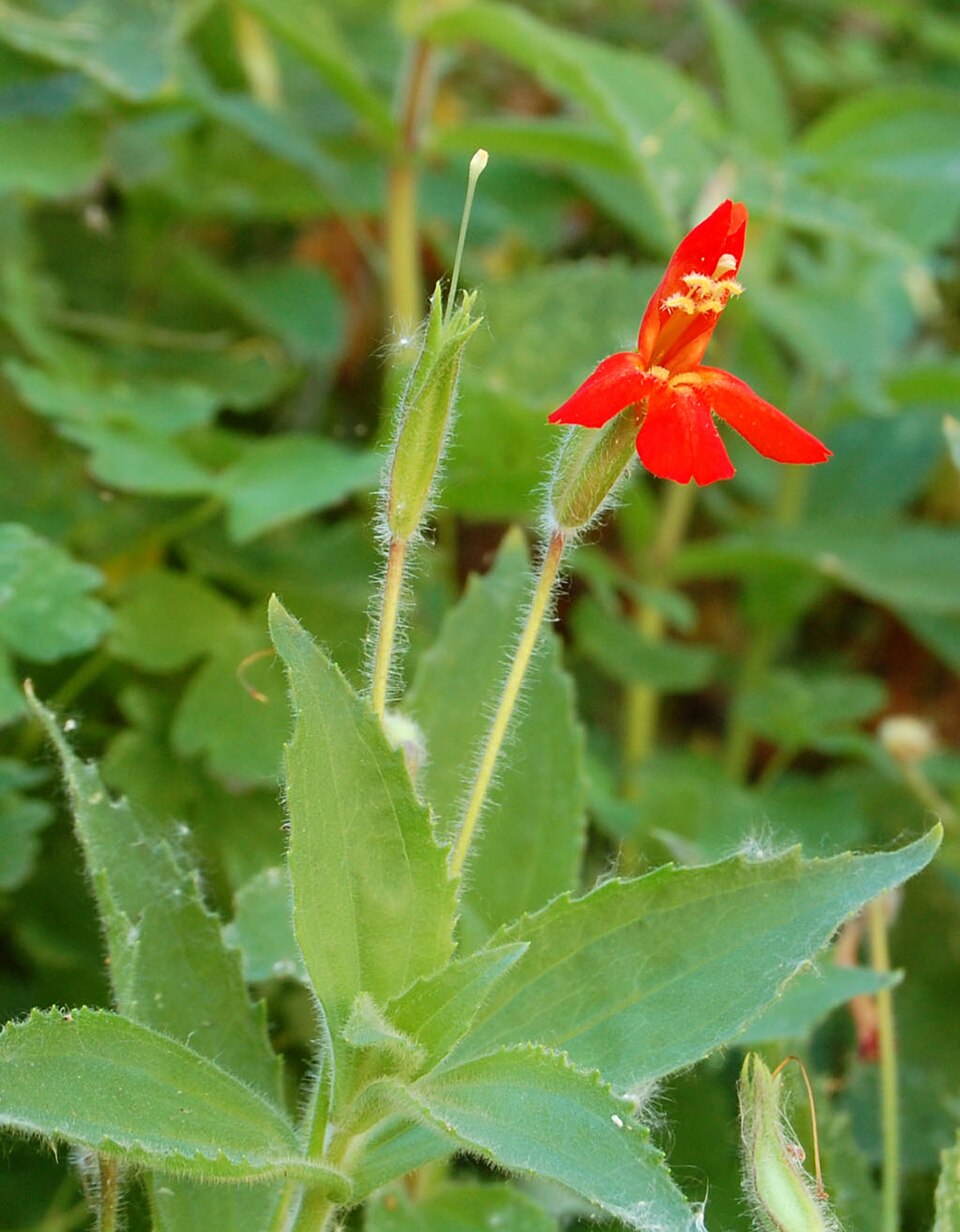 Erythranthe cardinalis (Scarlet Monkeyflower) (alternate view 9)