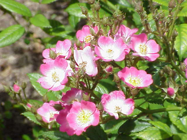 Rosa 'Ballerina' (Ballerina Rose)