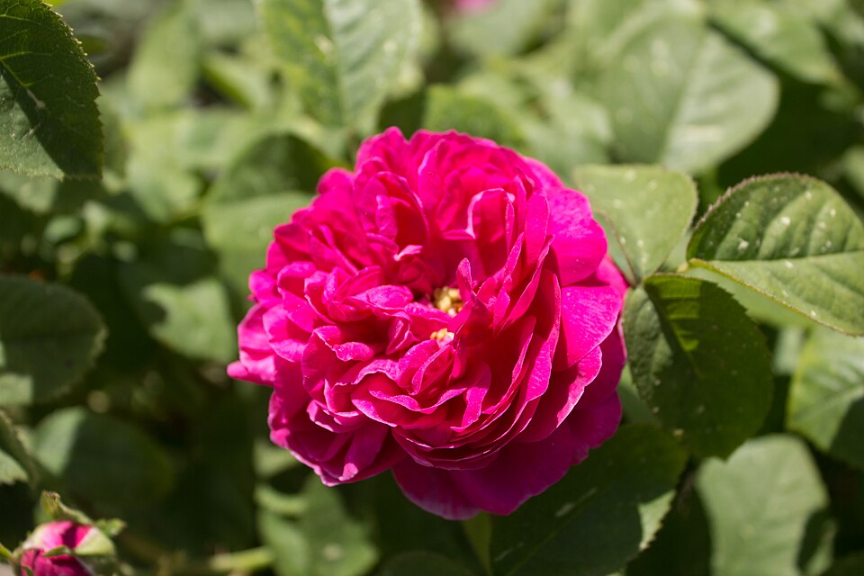 Rosa 'Rose de Rescht' (Rose de Rescht) (alternate view 3)