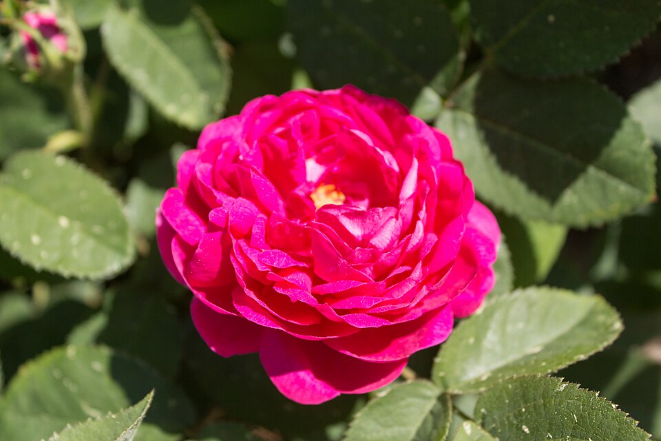 Rosa 'Rose de Rescht' (Rose de Rescht) (alternate view 4)