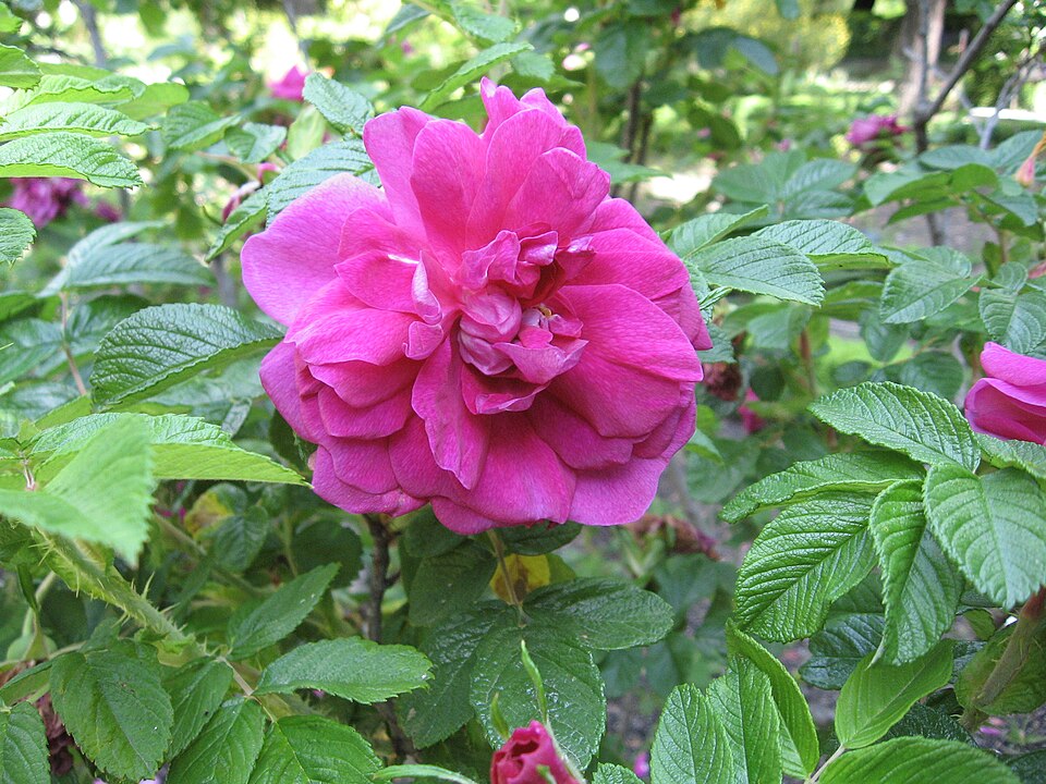 Rosa 'Hansa' (Hansa Rose) (alternate view 4)