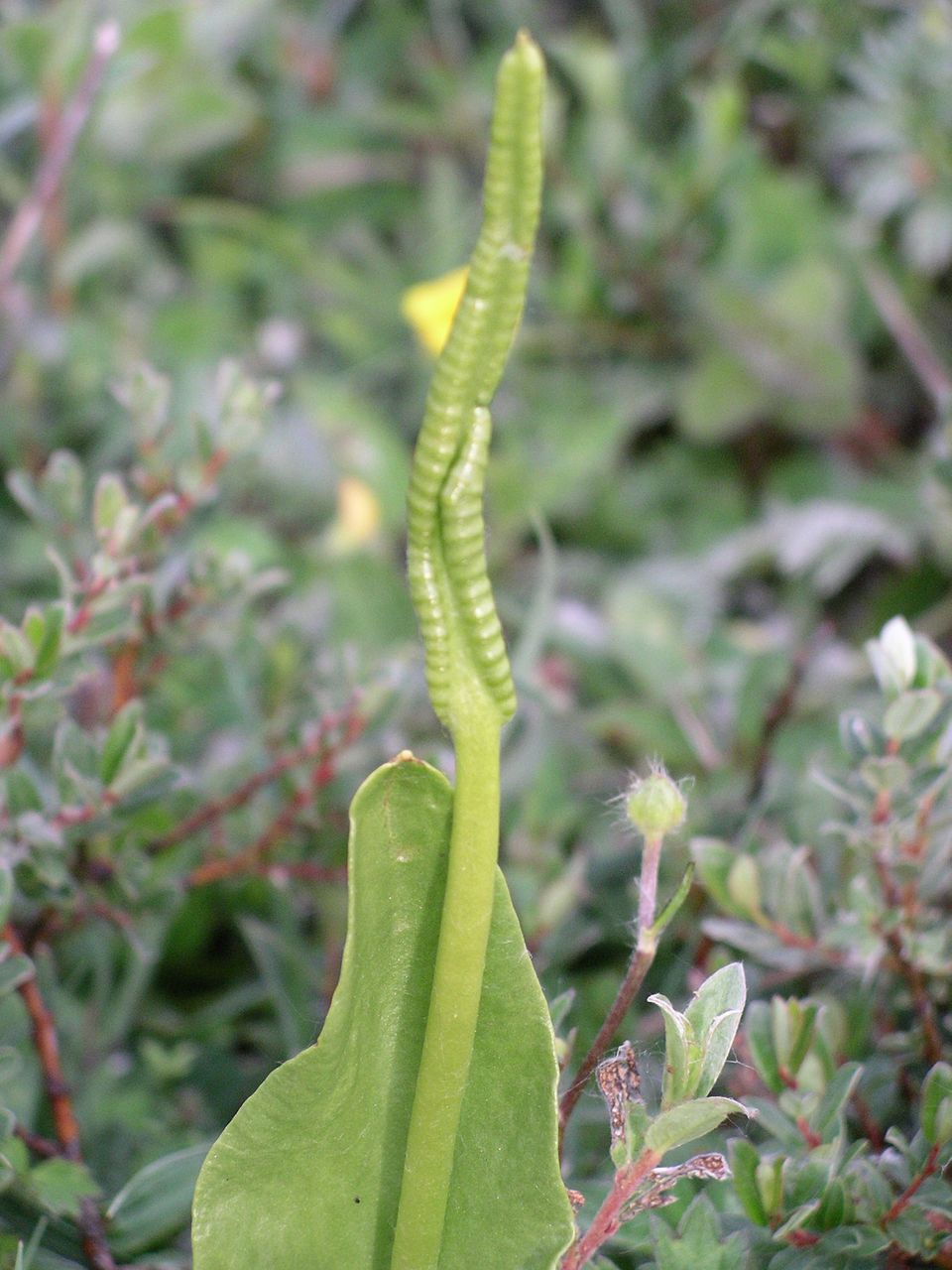 Ophioglossum vulgatum (southern adder's-tongue)