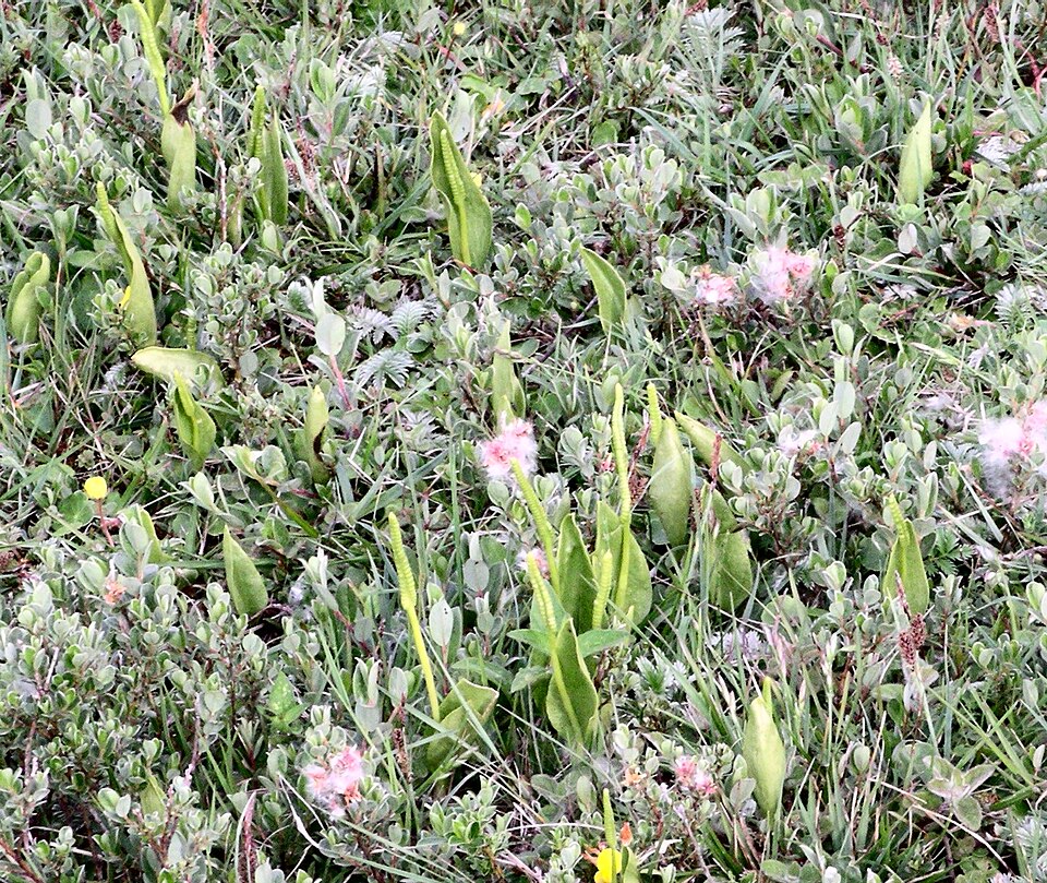 Ophioglossum vulgatum (southern adder's-tongue)