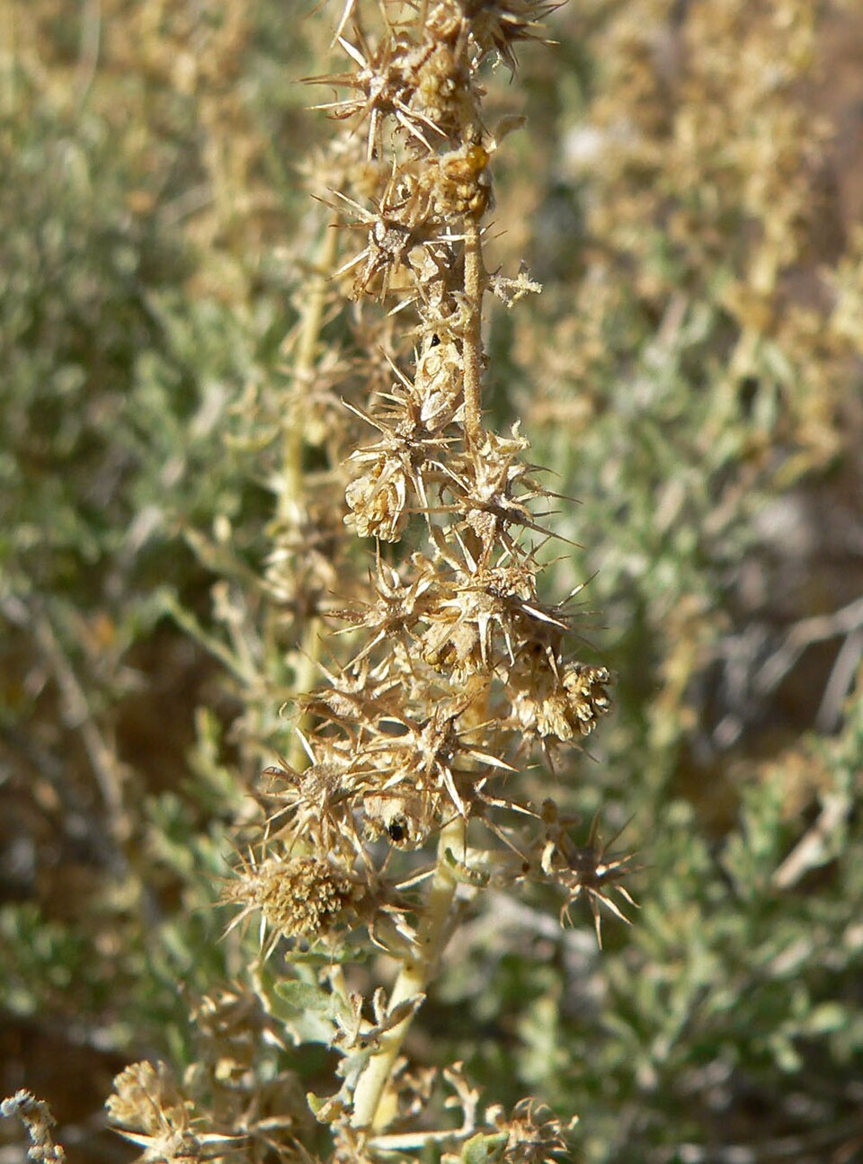 Ambrosia dumosa (Burrobush) (alternate view 9)