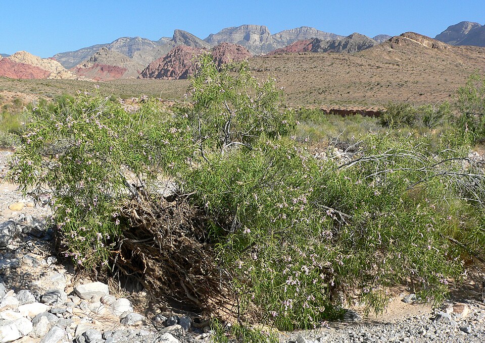 Chilopsis linearis (desert willow) (alternate view 5)