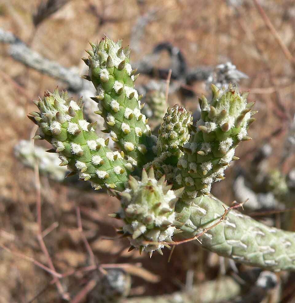 Cylindropuntia ramosissima (Branched Pencil Cholla) (alternate view 8)