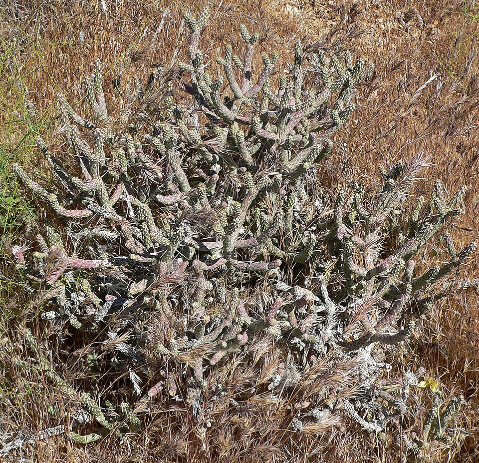 Cylindropuntia ramosissima (Branched Pencil Cholla) (alternate view 9)