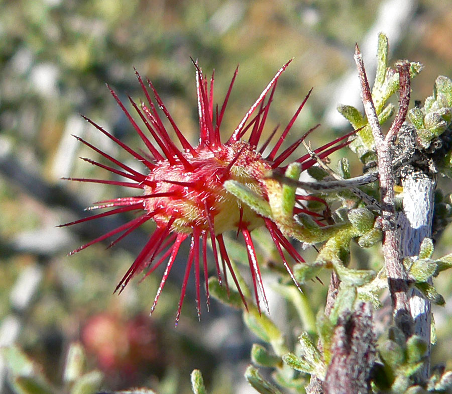 Krameria erecta (Littleleaf Rhatany) (alternate view 4)