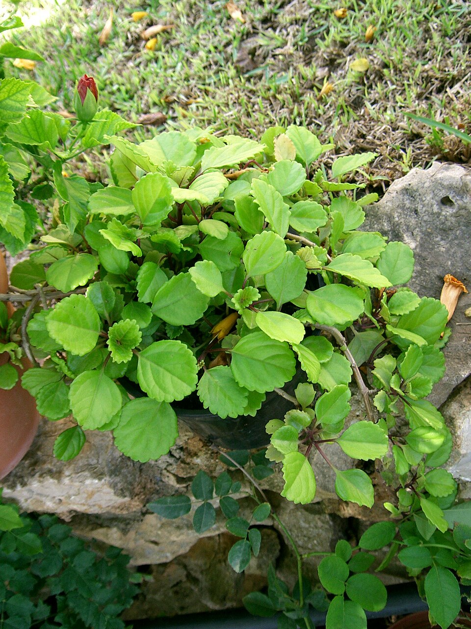 Coleus australis (little spurflower) (alternate view 6)