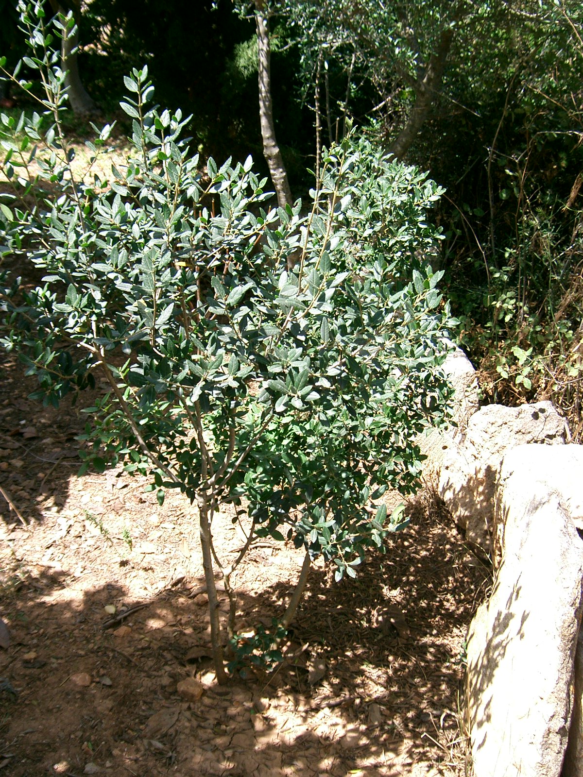 Rhamnus alaternus, Italian buckthorn — upright evergreen (Rhamnaceae) (image 3 of 8)