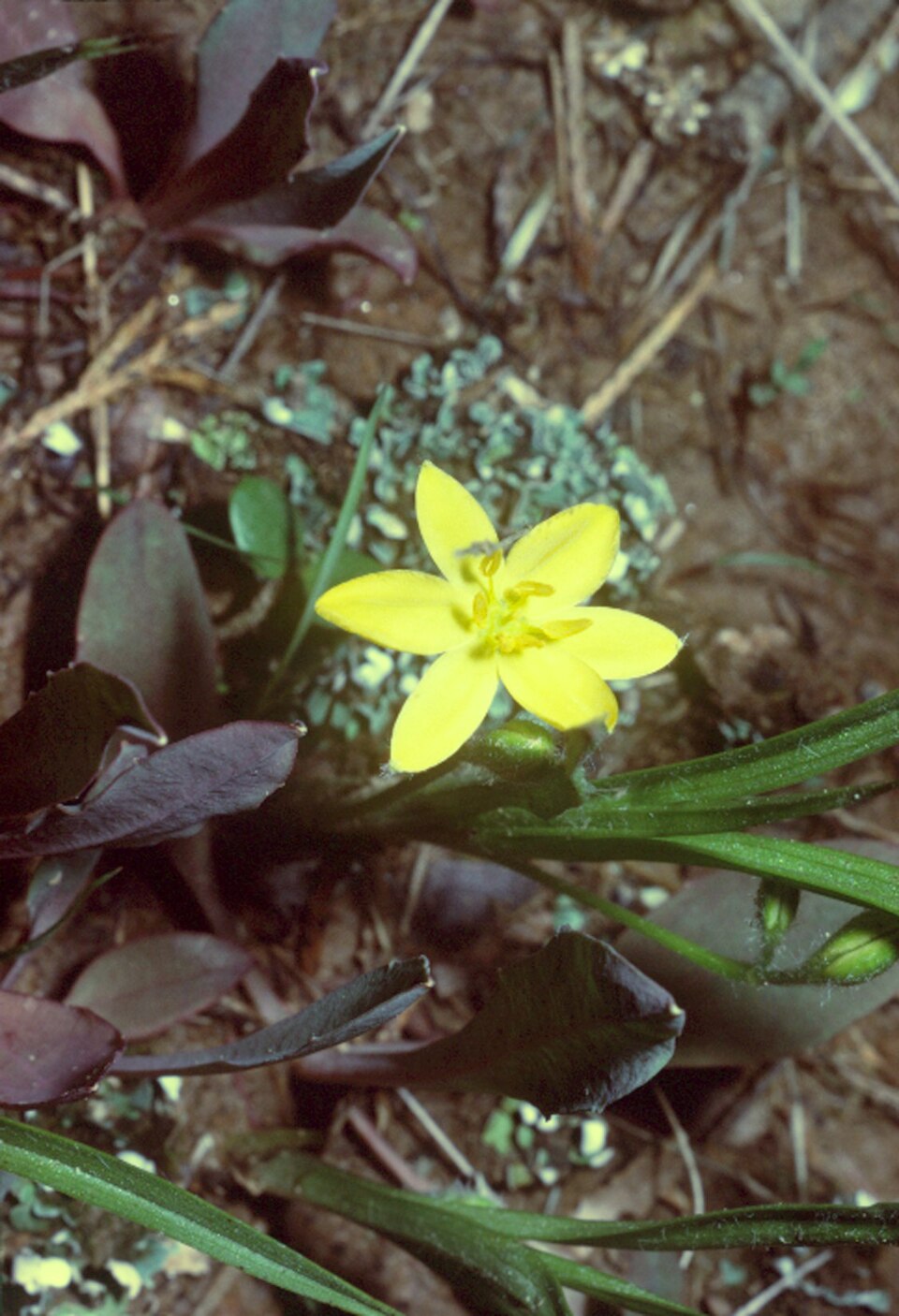 Hypoxis hirsuta (yellow star grass) (alternate view 6)