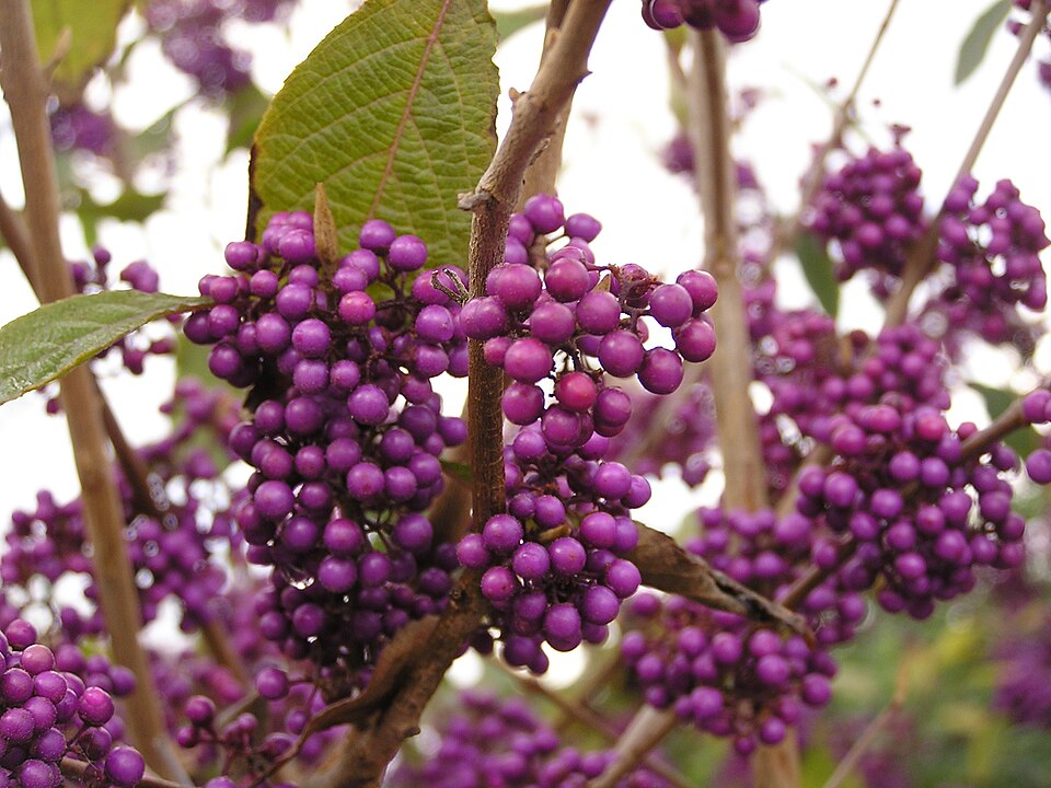 Callicarpa bodinieri var. 'Profusion' (Profusion Beautyberry) (alternate view 3)