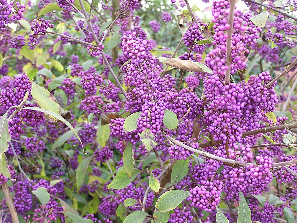 Callicarpa bodinieri var. 'Profusion' (Profusion Beautyberry) (alternate view 4)