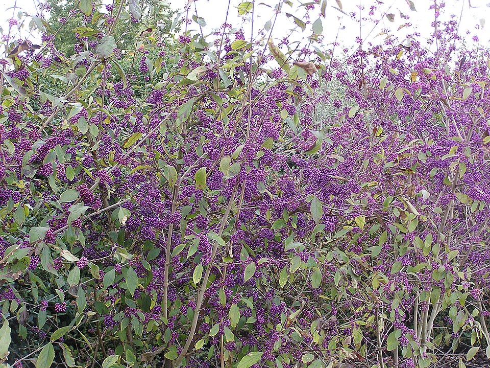 Callicarpa bodinieri var. 'Profusion' (Profusion Beautyberry) (alternate view 5)