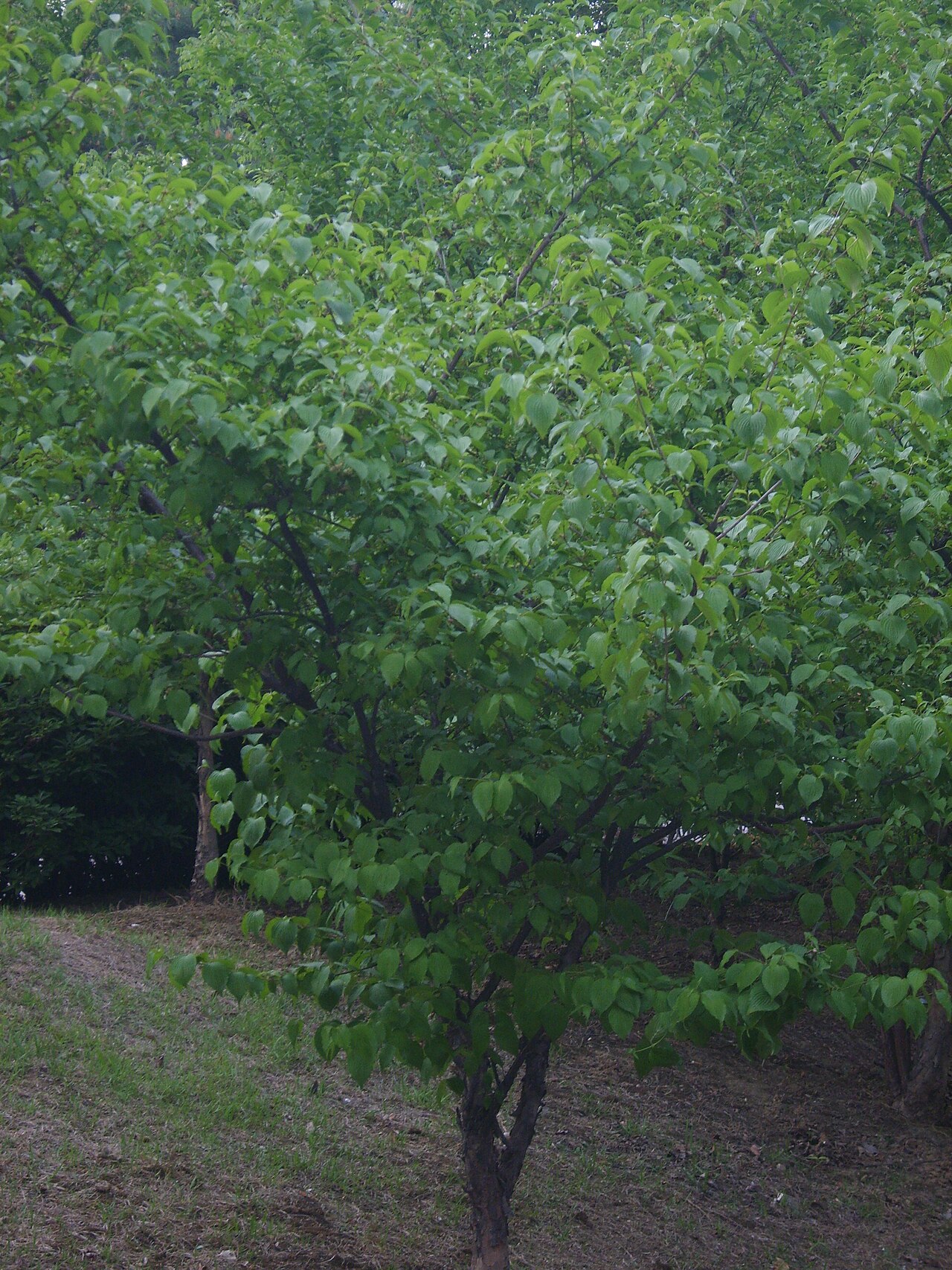 Cornus officinalis, Japanese cornelian cherry — spreading deciduous (Cornaceae) (image 9 of 10)
