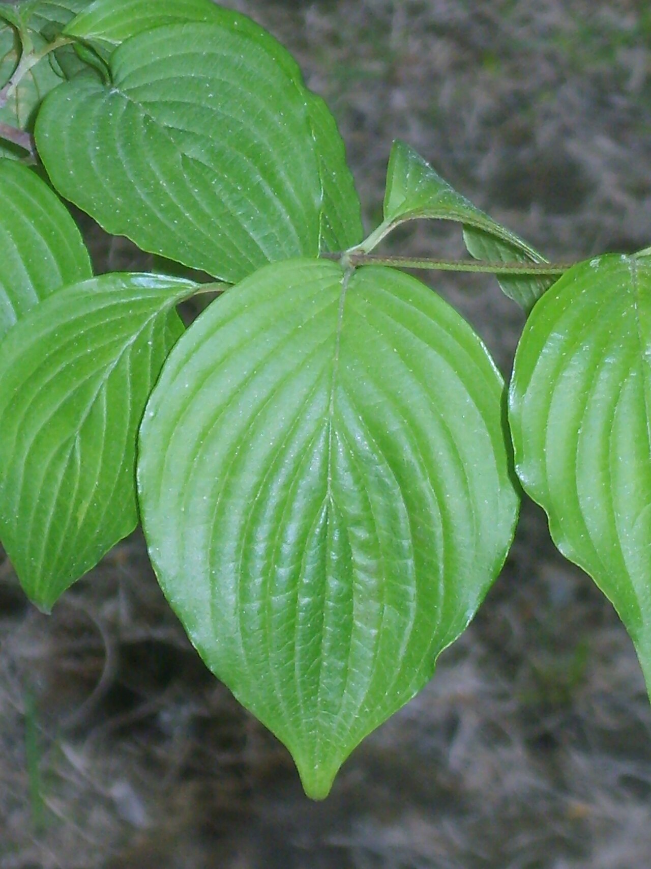 Cornus officinalis, Japanese cornelian cherry — spreading deciduous (Cornaceae) (image 10 of 10)