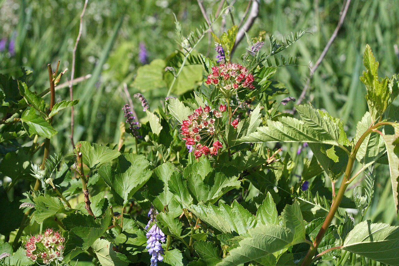 Physocarpus opulifolius, Common ninebark — spreading deciduous (Rosaceae) (image 3 of 10)
