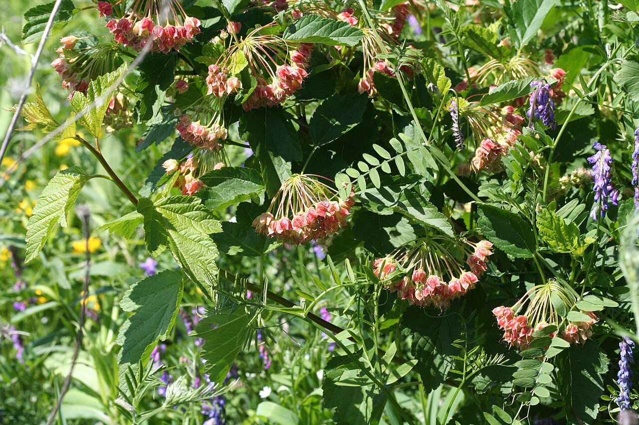 Physocarpus opulifolius, Common ninebark — spreading deciduous (Rosaceae) (image 4 of 10)