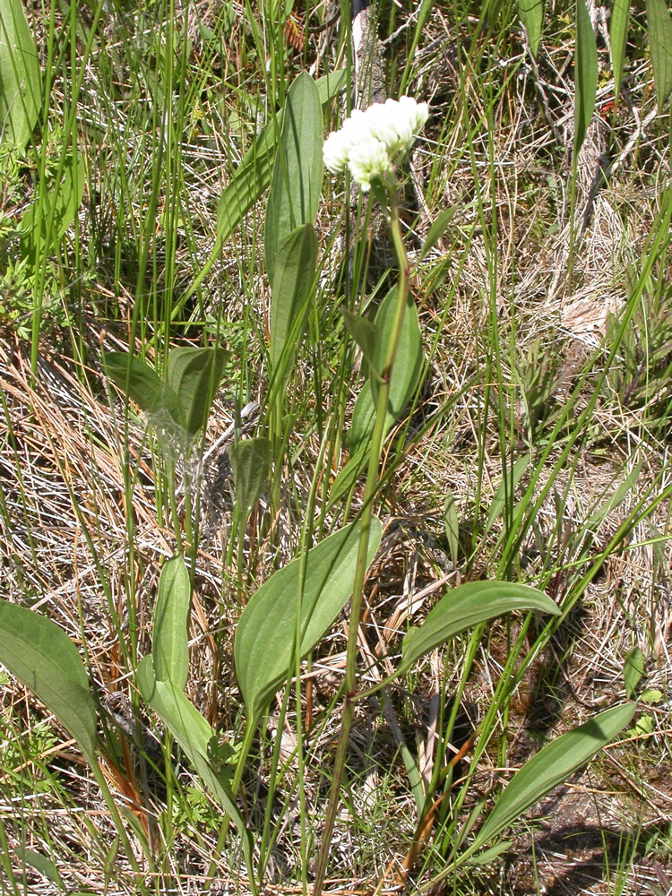 Arnoglossum plantagineum (prairie Indian plantain) (alternate view 8)
