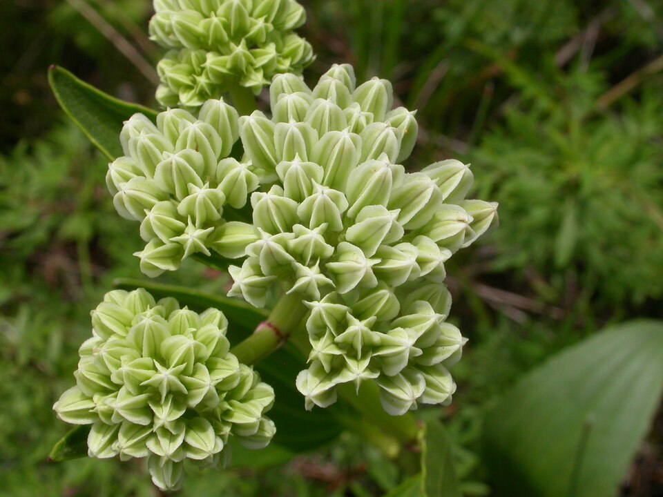 Arnoglossum plantagineum (prairie Indian plantain) (alternate view 9)