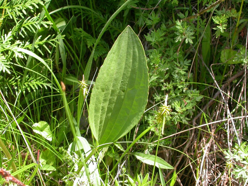Arnoglossum plantagineum (prairie Indian plantain) (alternate view 10)