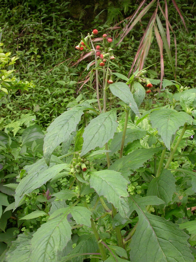 Crassocephalum crepidioides (redflower ragleaf)