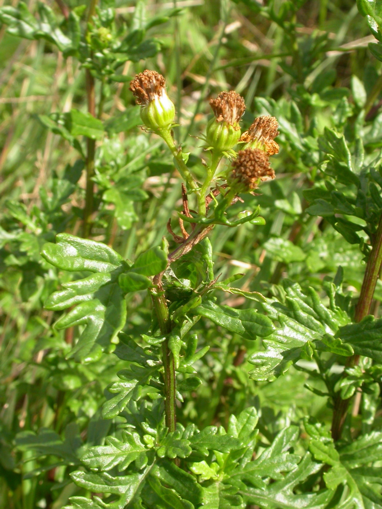 Jacobaea erucifolia (Hoary Ragwort)