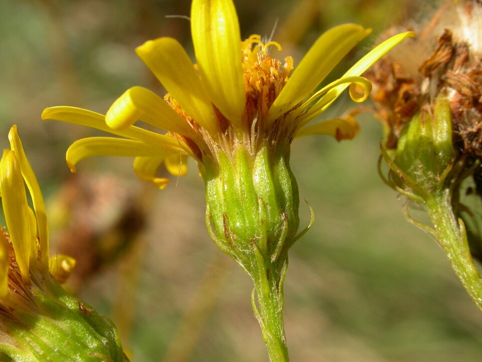 Jacobaea erucifolia (Hoary Ragwort)
