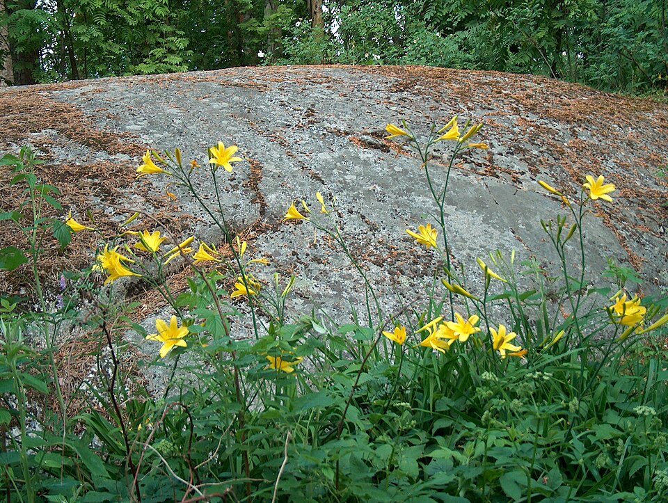 Hemerocallis lilioasphodelus (yellow daylily) (alternate view 8)