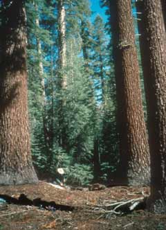 Abies magnifica (California Red Fir) (alternate view 9)